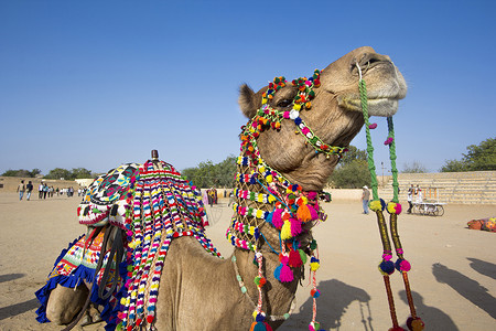 骆驼礼服商业家畜运输装饰节日奢华风格装饰品沙漠旅行哺乳动物高清图片素材