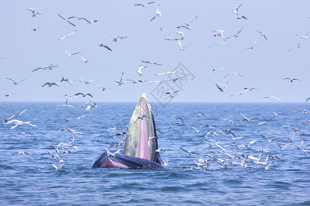 吃鲸鲸和海鸥天空种间动物海洋碧武哺乳动物海湾粉色蓝色生活背景