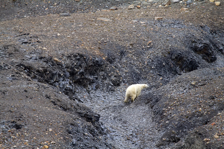 北极极地在自然环境中的熊哺乳动物海事荒野栖息地冰川全球沙漠捕食者野生动物危险图片