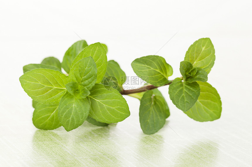 新鲜薄荷叶香味草药味道草本植物薄荷食物叶子健康饮食树叶香脂图片
