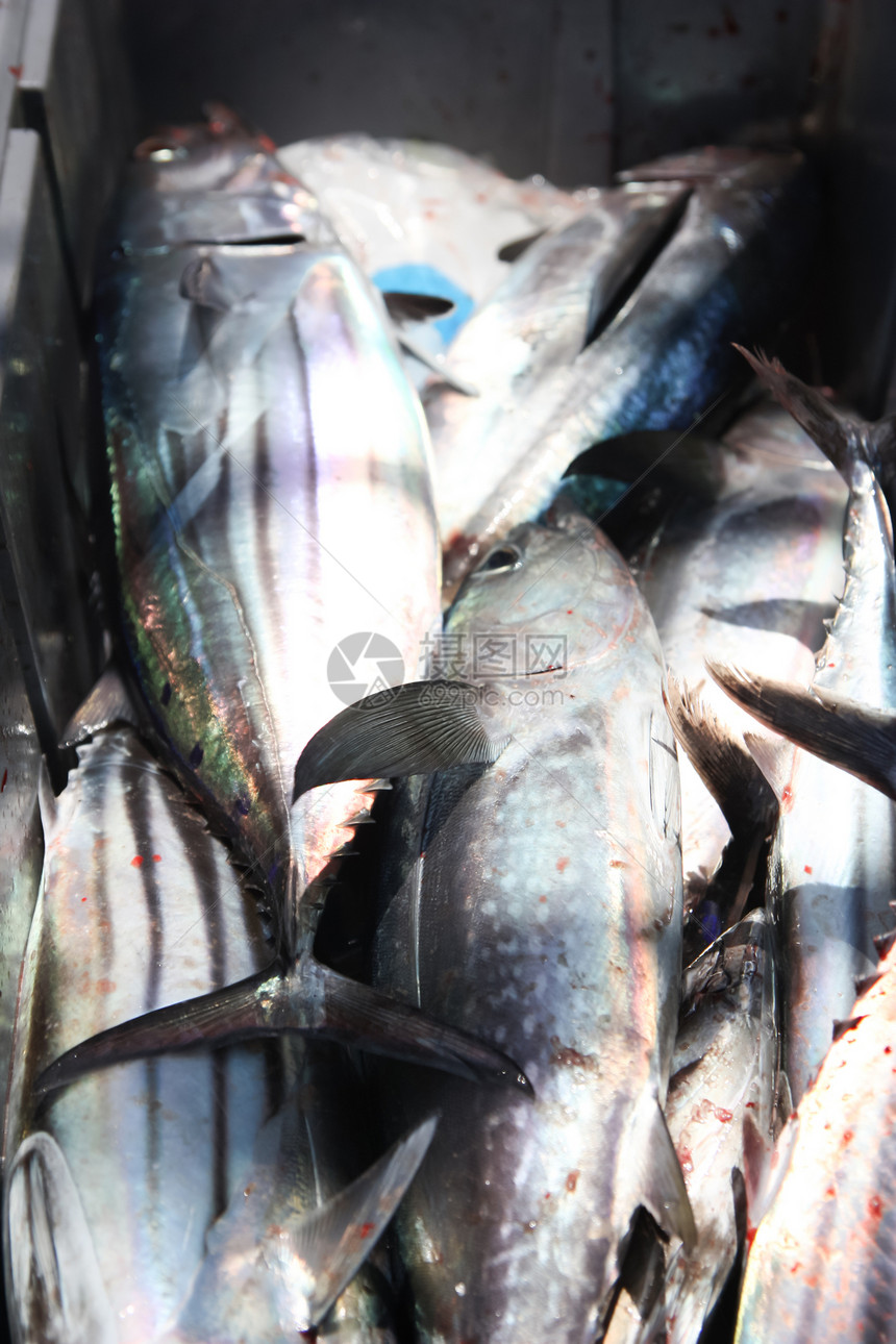 市场上冰上的鲜鱼寿司美味营养渔夫海洋厨房荒野孵化场眼睛钓鱼图片