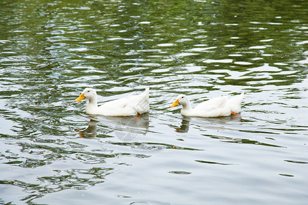鸭子在水里游泳翅膀蓝色公园团体反射木头水禽野生动物团队池塘背景图片