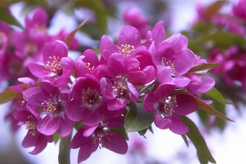 粉红花季节植物花瓣水平粉色图片