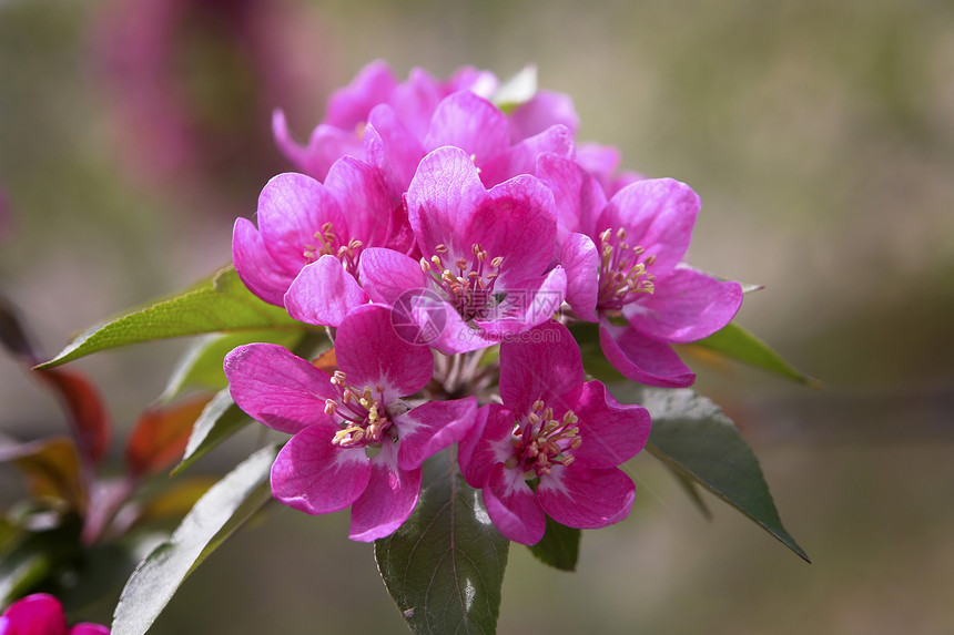 粉红花季节植物水平花瓣粉色图片