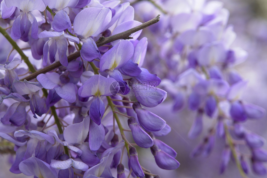 切合花丽白色宏观植物紫色花瓣叶子花园薰衣草花朵季节图片