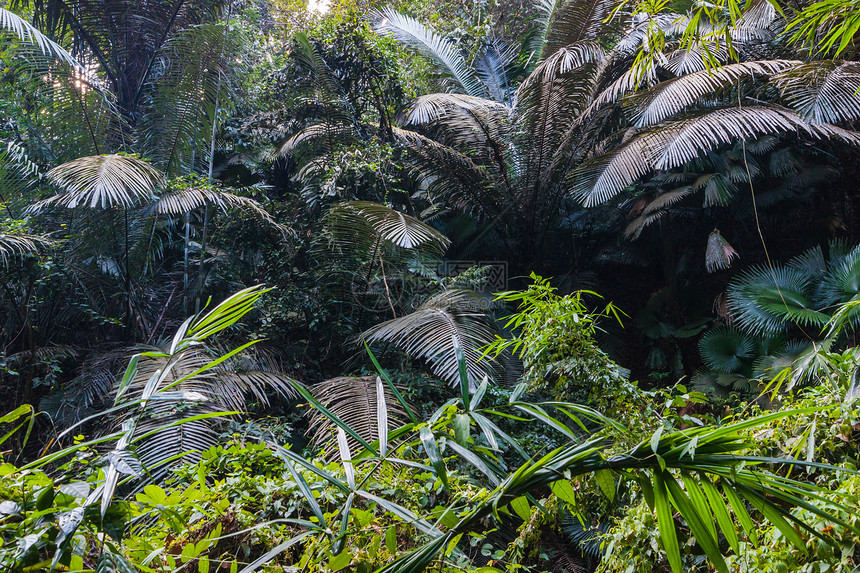 东南亚的热带雨林地区太阳气候叶子衬套溪流季节农村风景生长环境图片