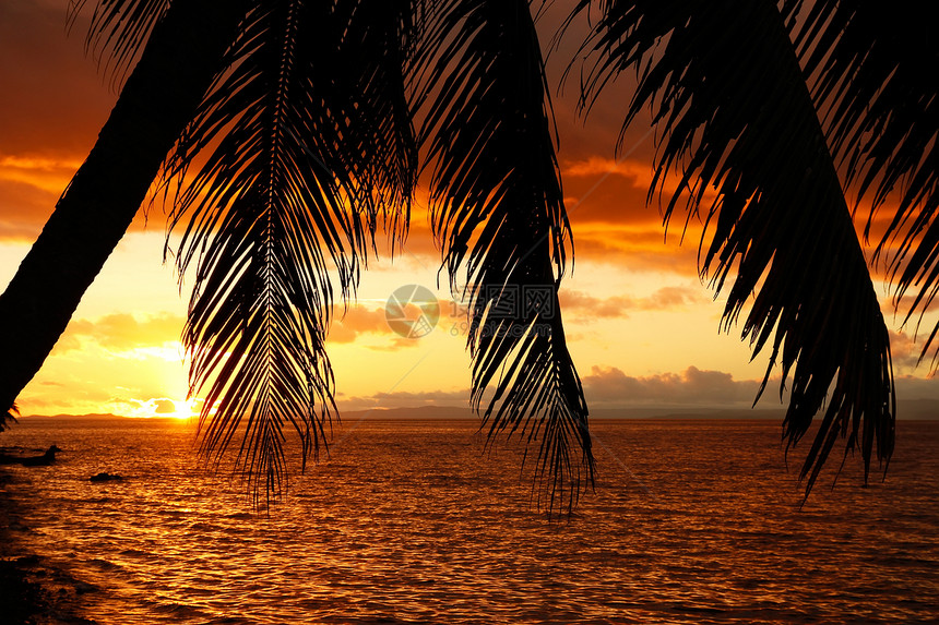 斐济Vanua Levu岛海滩上的Silhouetted棕榈树旅行海岸港口情调热带海景日出太阳日落棕榈图片