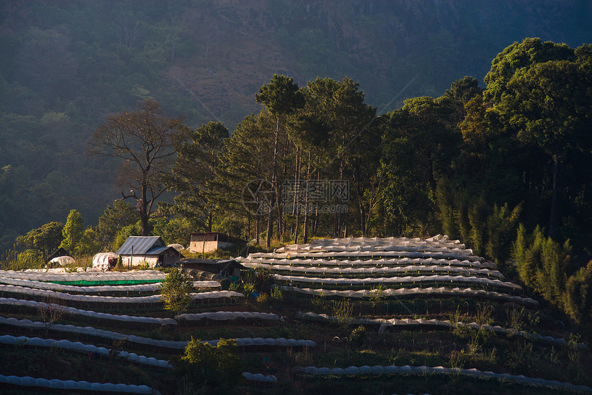 温室植物泰国清迈季节场景星星农村旅游高地起跑线天空农业环境图片