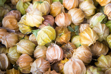 Cape Gooose浆果或地樱桃秘鲁的植物橙子圆形情调地面水果皇家热带季节宏观草莓味背景图片