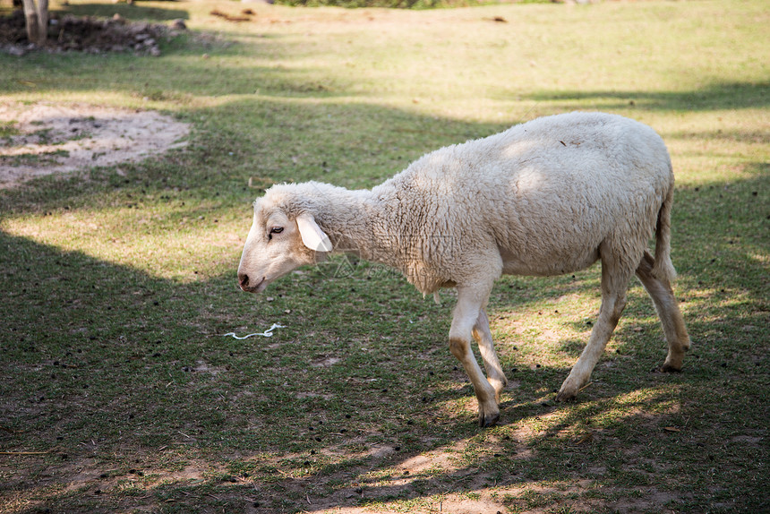 绿草地中的绵羊图片