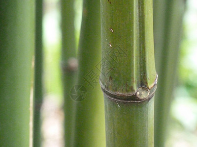 绿竹绿色竹子照片免版税库存背景图片