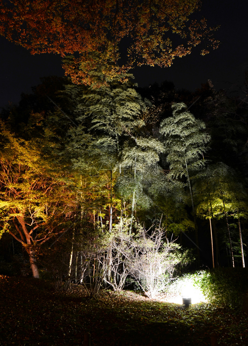 Rikukugien花园季节性照明树木城市竹子池塘江户地区花园公园森林反射图片