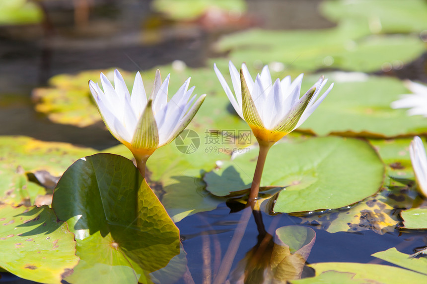 莲体反射百合公园植物学花瓣叶子环境水池荷花花园图片