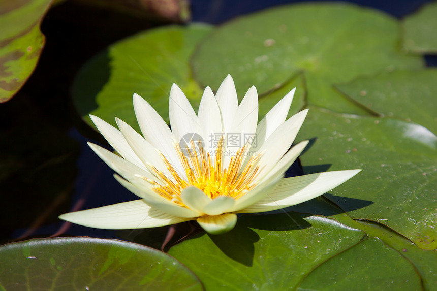 莲体水池花园植物反射美丽花瓣环境植物学荷花叶子图片