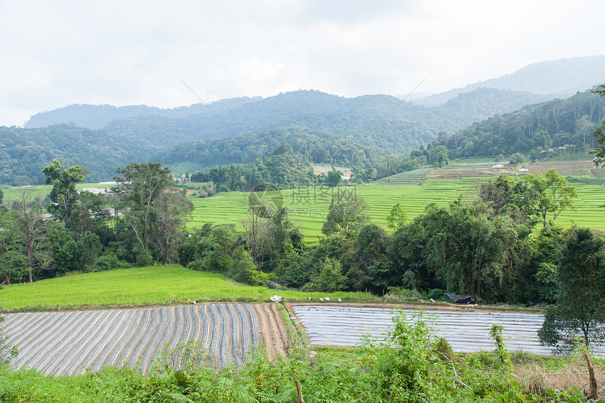 山区的农耕地区植物地面种植园场地木头爬坡季节国家天空叶子图片