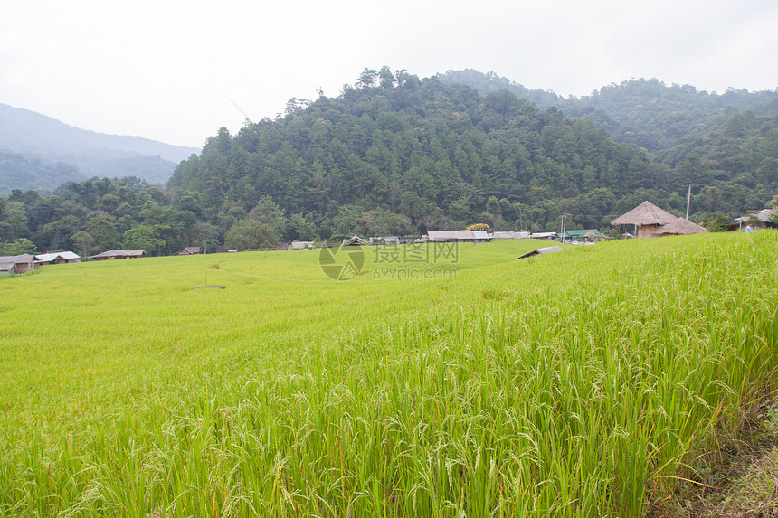 稻田叶子文化场地培育农田收成季节种子植物群食物图片