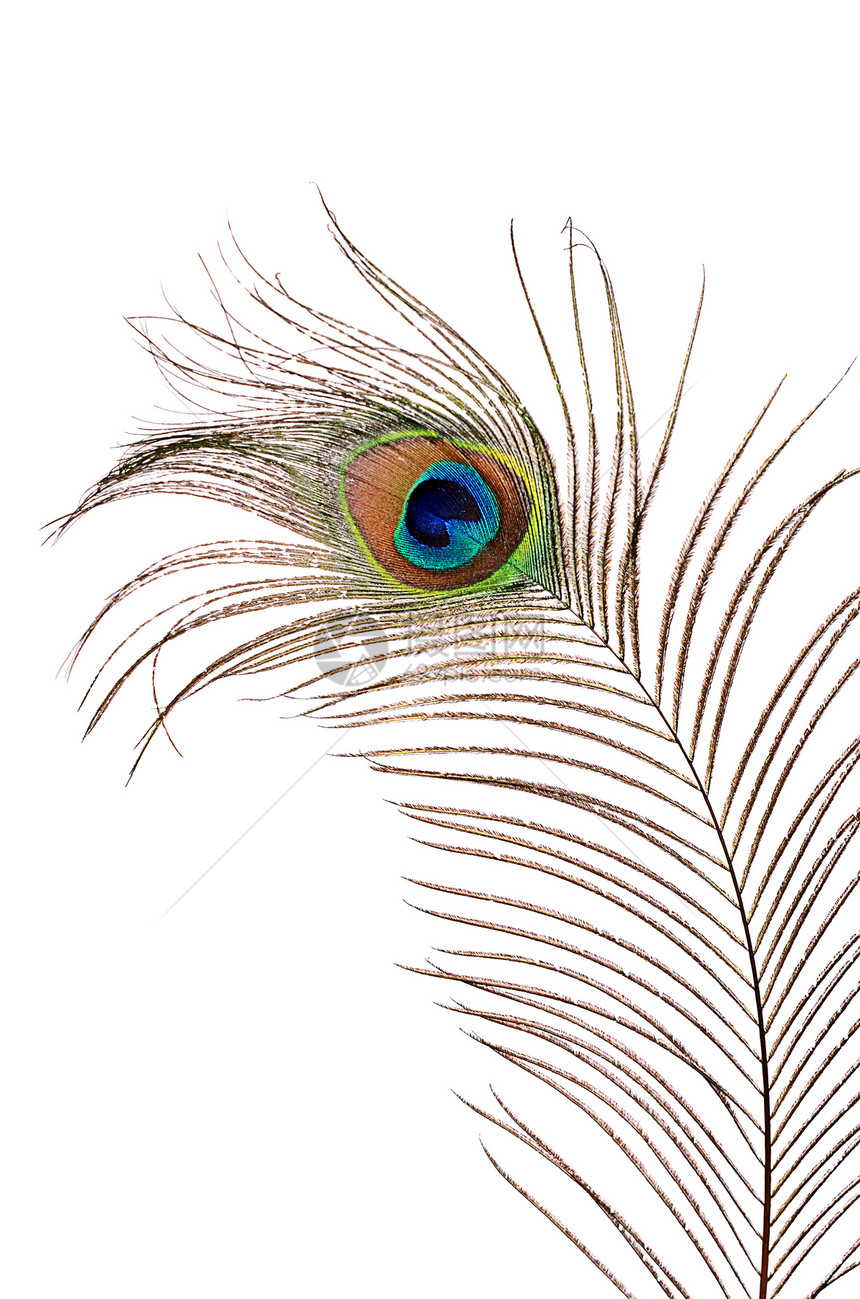 白上孤立的孔雀羽毛美丽情调装饰尾巴艺术宏观热带金子风格野生动物动物图片