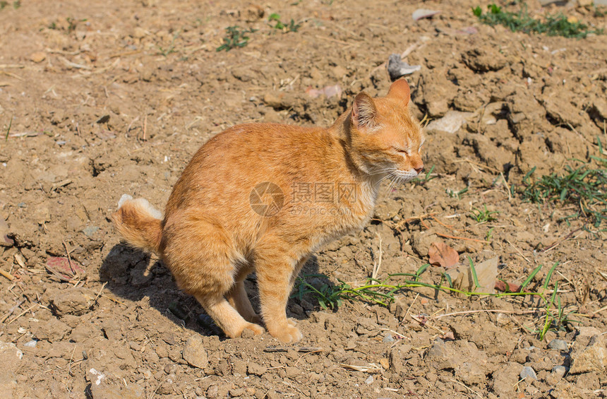 猫在户外厕所里图片