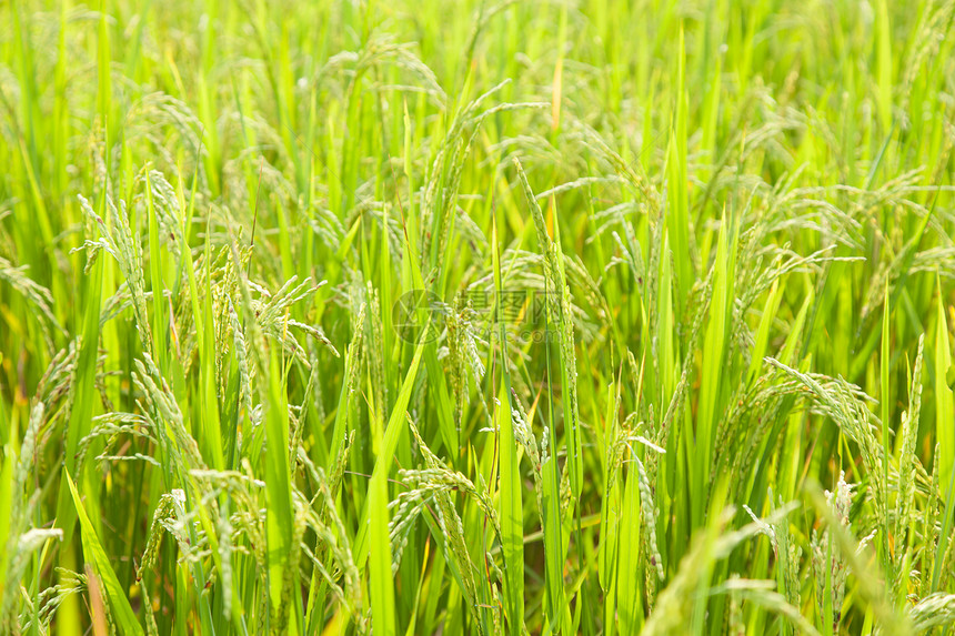 稻田大米树叶农场种子培育植物群文化生长农村叶子季节图片