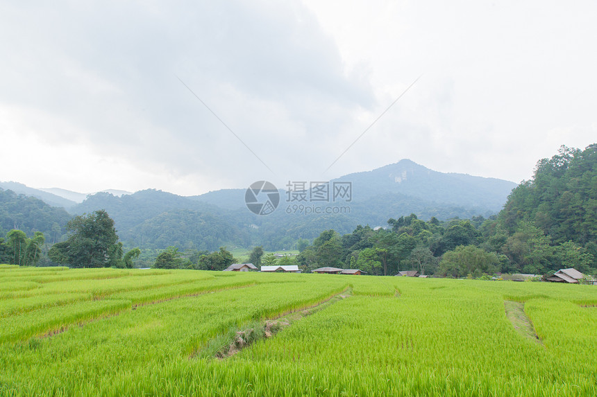 稻田农村季节种植园生长农田树叶植物植物群植物学谷物图片