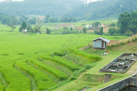 邻近的农户稻田植物群生长种植园收成场地培育树叶文化植物学食物背景图片