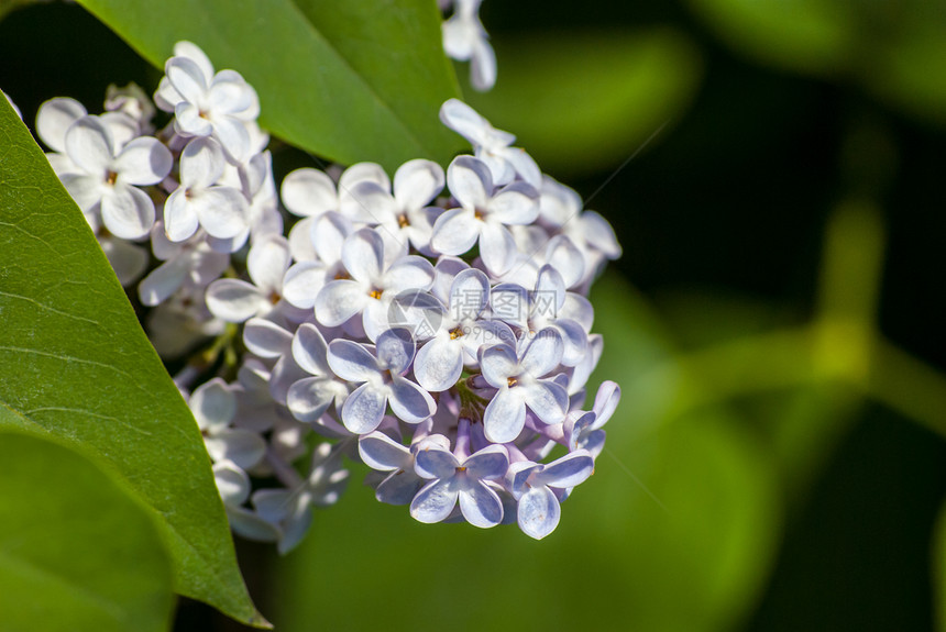 白色银花的近视花朵紫丁香紫色花园园艺花瓣季节衬套树叶蓝色图片