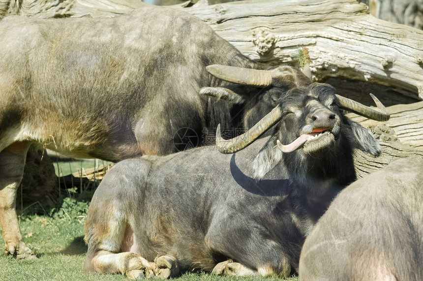 水牛角野生动物奶牛舌头水牛牛角动物哺乳动物食草野牛家畜图片