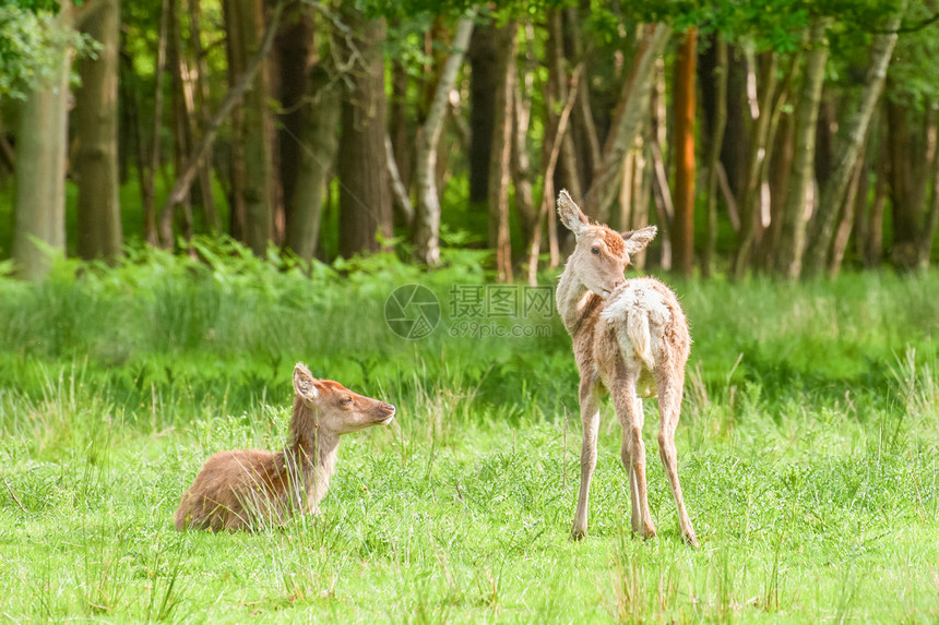 年轻的红鹿鹿肉野生动物草地家畜林地植被草原森林绿地公园图片