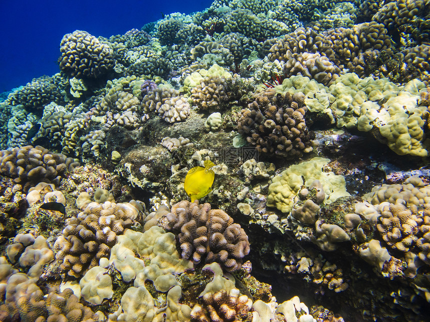 黄色拖网g珊瑚动物异国情调海洋盐水斑马线荒野热带野生动物图片