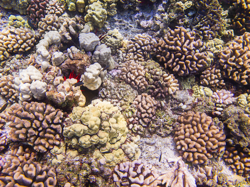 太平洋珊瑚礁动物群勘探植物群旅游潜水海洋珊瑚潜水员生态生物学图片