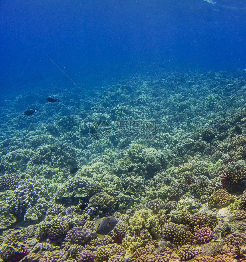 活珊瑚礁生态海洋旅行生物学潜水员旅游热带动物群潜水植物群图片