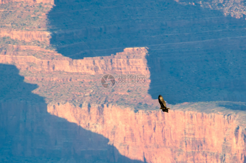 鸟飞过大峡谷场景水平飞行运动地质学鸟类风景旅行旅游动物图片