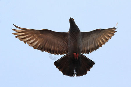 飞鸽海鸟水鸟荒野行动天空宠物自由羽毛鸟群野生动物高清图片