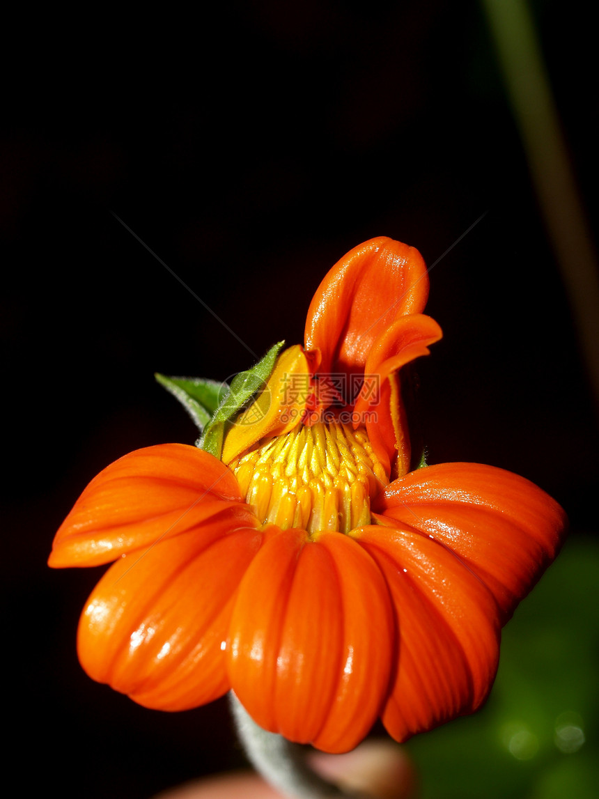 选择各种彩色花朵的自然性质鸢尾花雏菊花瓣牵牛花收藏植物学宏观百合紫色团体图片