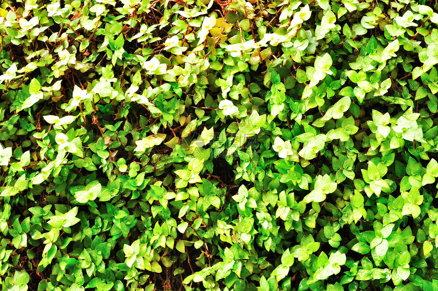 绿色叶子的背景绿叶人群花园植物飞机生长环境分支机构森林木头图片