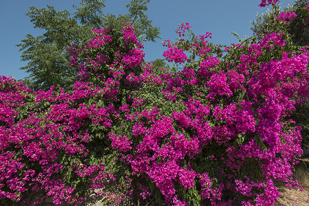 博内尔布干维尔a紫色绿色文化叶子色彩花朵热带粉色季节植物背景
