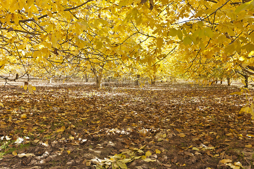 秋林红色秋叶树木阳光植物榉木黄色单车环境森林图片