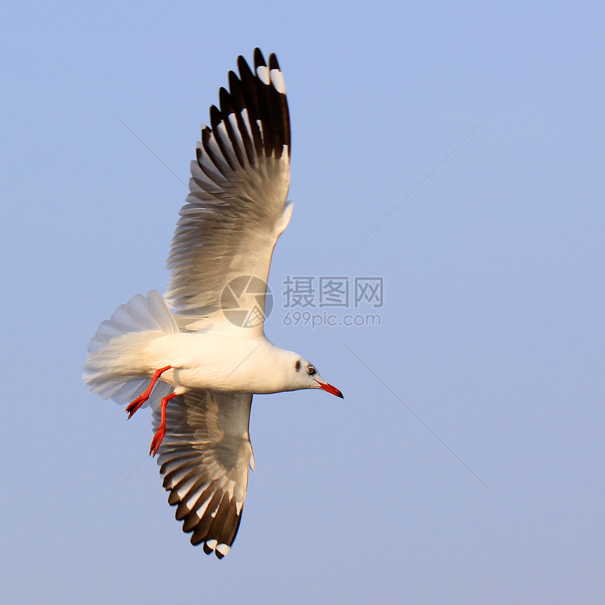 飞行海鸥海滩天空阳光野外动物翅膀自由动物水鸟海鸟行动图片