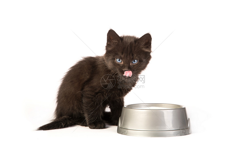 黑小黑小猫喝牛奶 白种的营养蓝色食物胡须动物好奇心晶须饮食尾巴猫咪图片