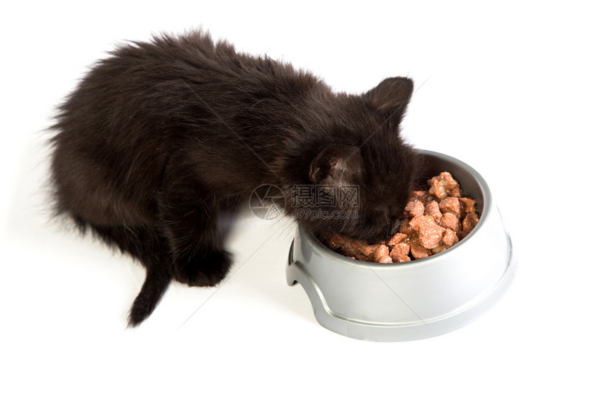 黑小黑猫在白色背景下吃猫食猫咪晶须饮食食物乐趣眼睛动物营养食肉婴儿图片