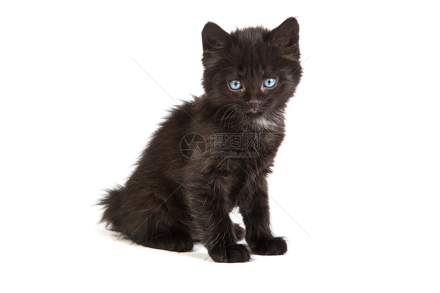 白色背景的可爱黑小猫哺乳动物婴儿好奇心朋友尾巴生活猫咪头发胡须爪子图片