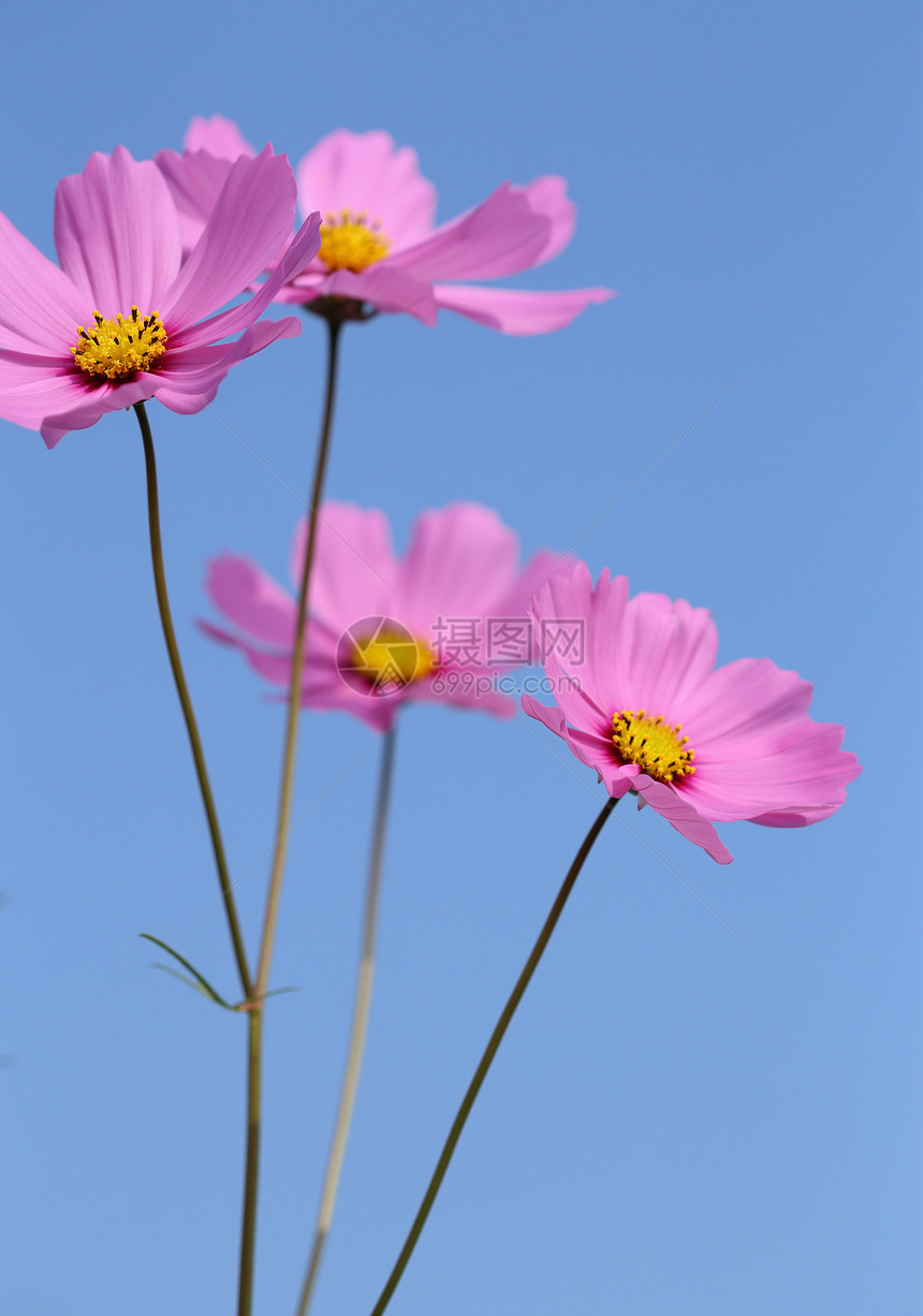 美丽的宇宙花朵场景花园植物学草地植物群荒野宏观场地花粉紫色图片