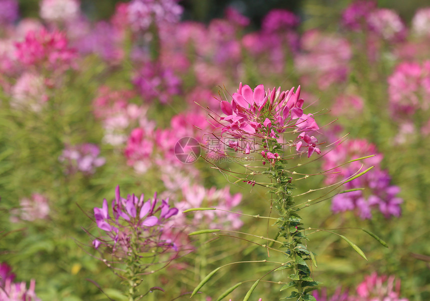 美丽的宇宙花朵叶子植物清洁剂园艺花瓣蜘蛛花生长公园紫色花园图片