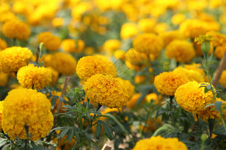 红金花花叶子季节金子植物学橙子场地墙纸生长花粉草地背景图片