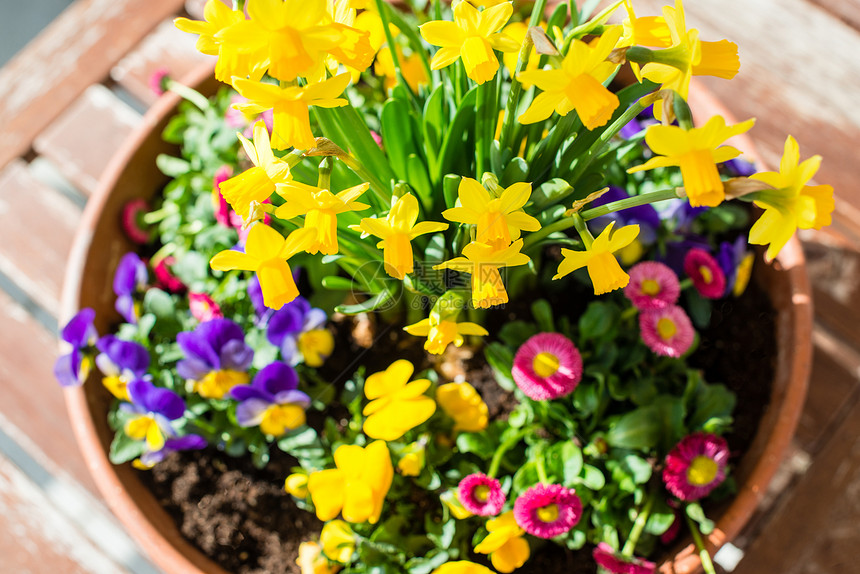 花盆中的春植物安排植物群装饰季节雏菊花园紫色花瓣园艺桌子礼物图片