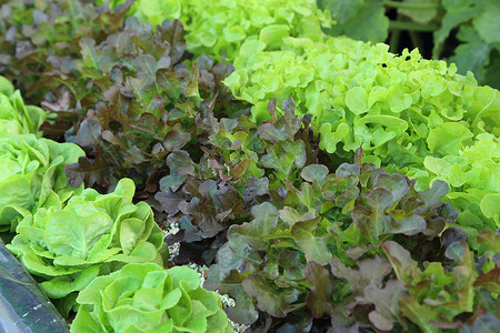 植物类蔬菜园艺生长营养花园沙拉叶子收成环境场地培育背景图片
