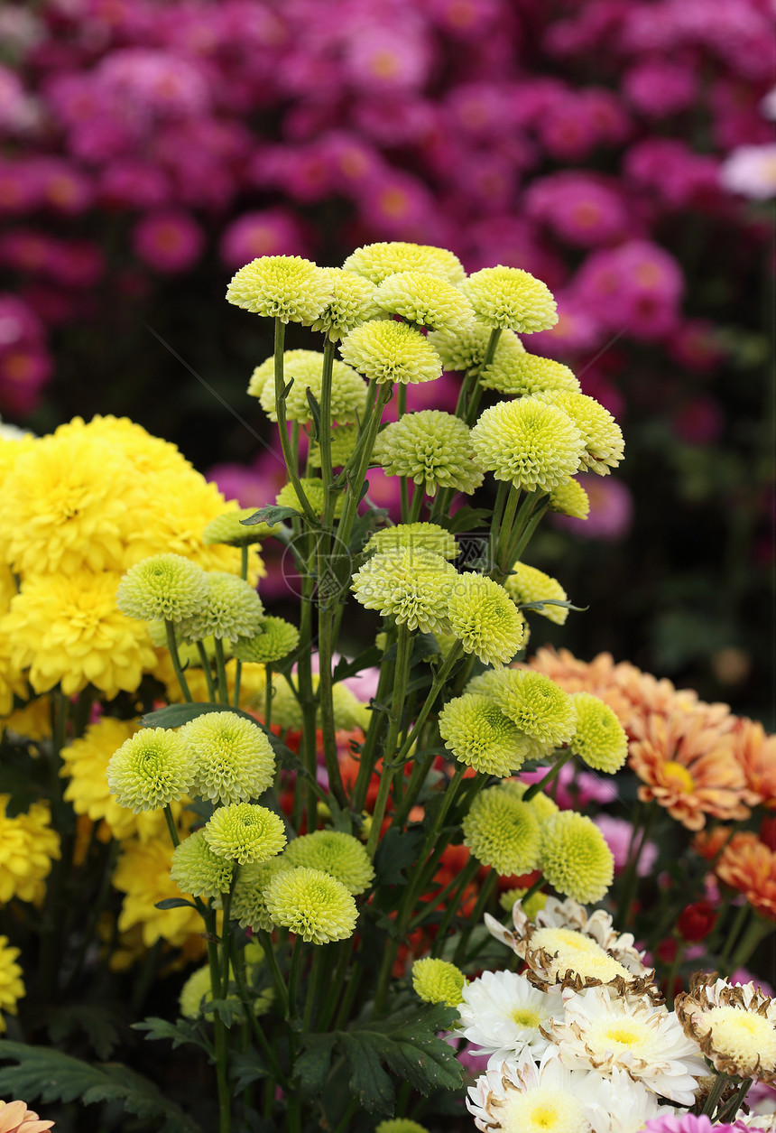 菊花花树叶橙子花朵植物学紫色花瓣生长雏菊花园植物图片