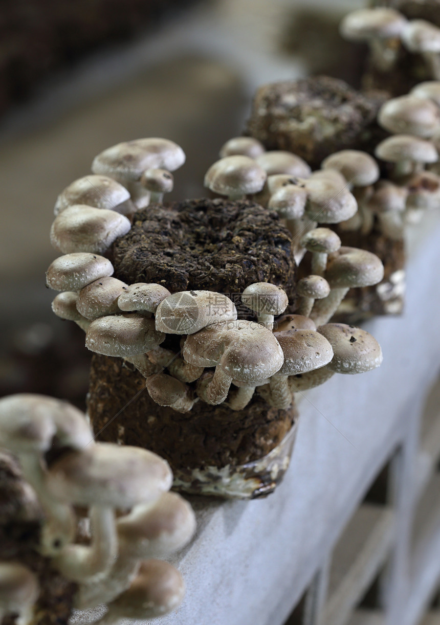 蘑菇菌类营养食物团体蔬菜白色棕色烹饪美食宏观图片