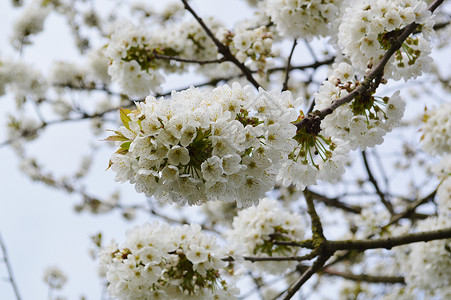 白花开季节性花朵季节叶子白色背景图片