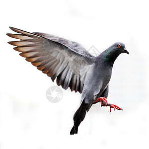 归巢鸟和平的象征张开翅膀高清图片